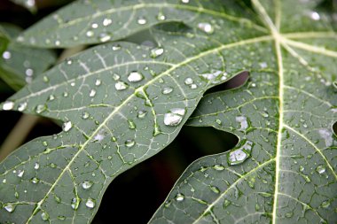 papaya yapraklarda su damlaları.