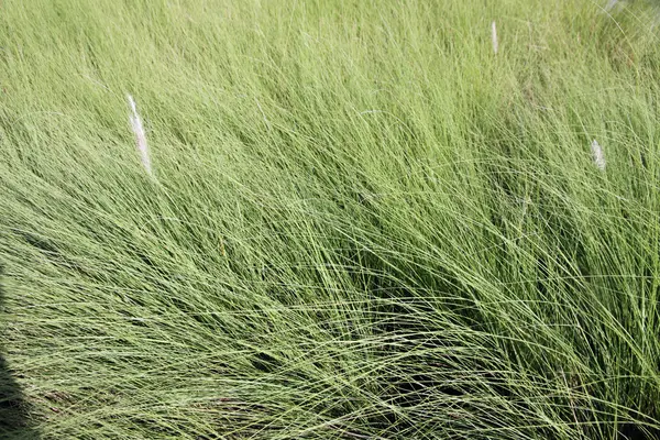 庭の緑の草. — ストック写真