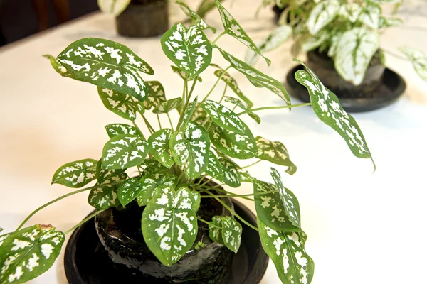 Caladium in kleinem Topf und schönem Baum. — Stockfoto