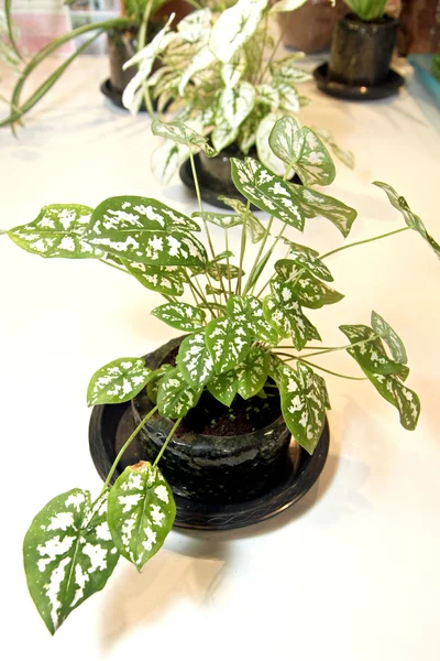 Caladium in small pot and beautiful tree. — Stock Photo, Image