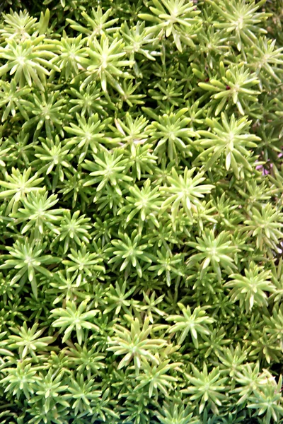 Kleine groene boom. — Stockfoto