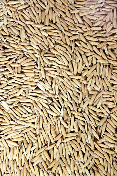Reis als Hintergrund. — Stockfoto
