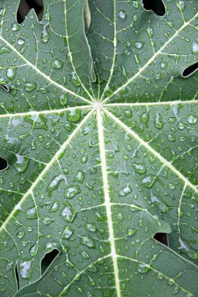 Gotas de água nas folhas de mamão . — Fotografia de Stock