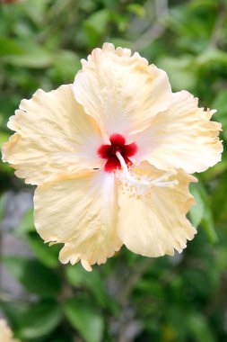 Sarı hibiscus çiçek.