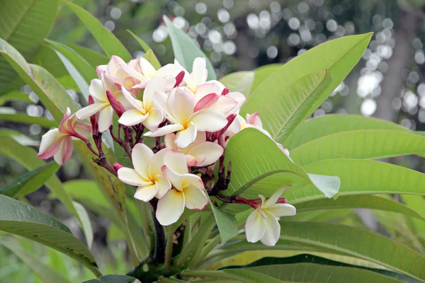 Frangipani blommor är gulaktigt vitt på träd. — Stockfoto