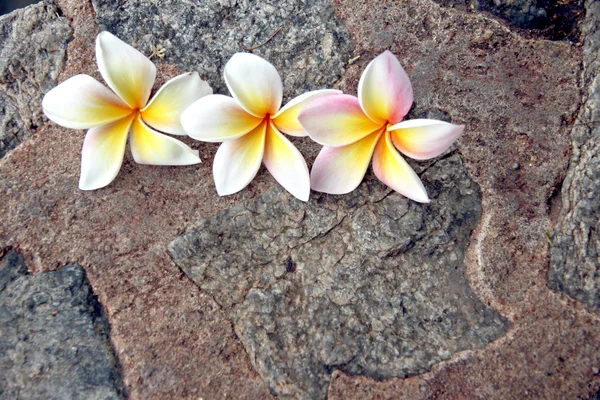 プルメリアの花は黄色がかった白石の背景. — ストック写真