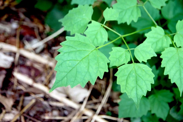 Small Green leaves in the garden. — Stock Photo, Image