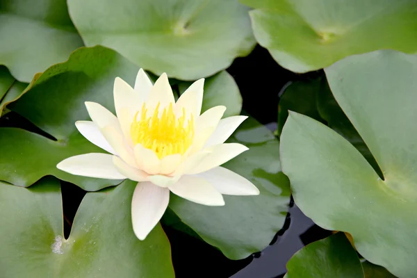 Loto bianco giallastro in piscina . — Foto Stock