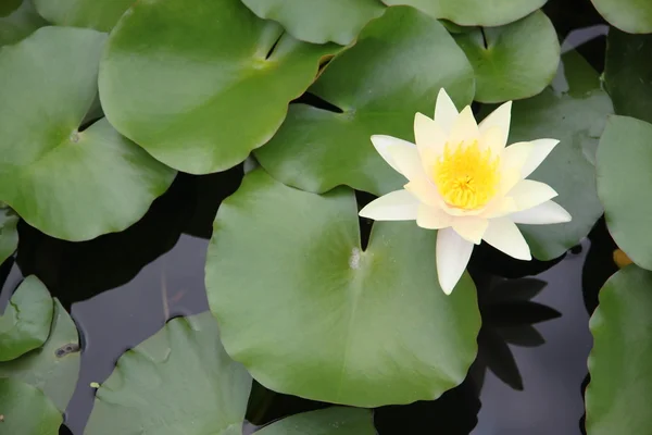 Żółtawy białego lotosu w basenie. — Zdjęcie stockowe