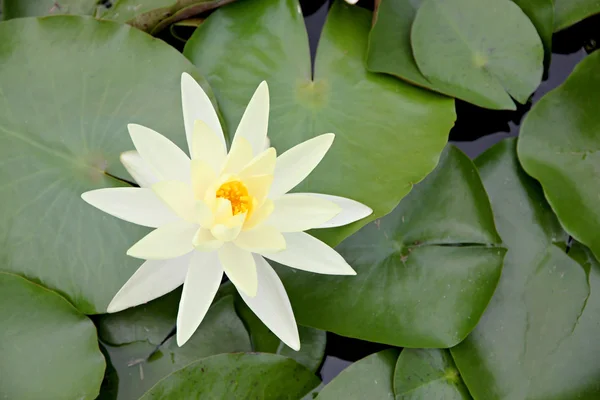 Żółtawy Lotos biały i zielony liść. — Zdjęcie stockowe