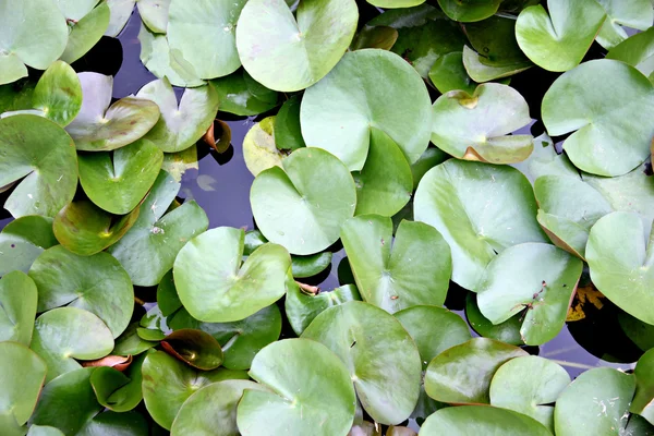 Bladeren lotus in het zwembad. — Stockfoto