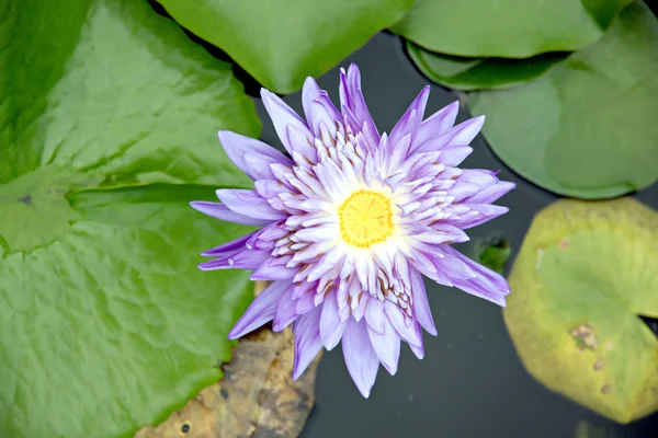 Фіолетовий і жовтий lotus в басейні. — стокове фото