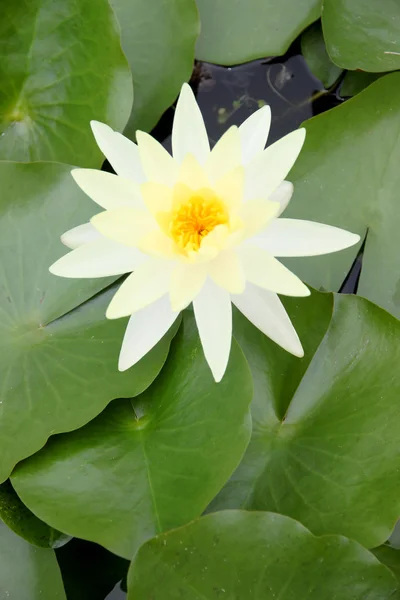 Loto bianco giallastro in piscina . — Foto Stock