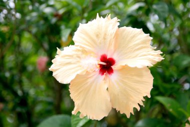 Sarı hibiscus çiçek.