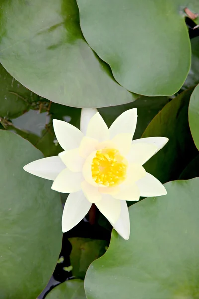 Żółtawy białego lotosu w basenie. — Zdjęcie stockowe