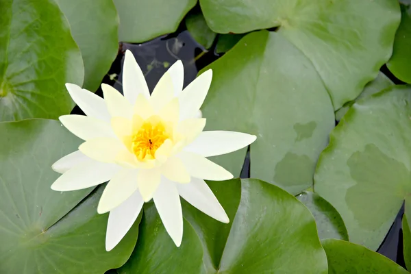 Loto bianco giallastro in piscina . — Foto Stock