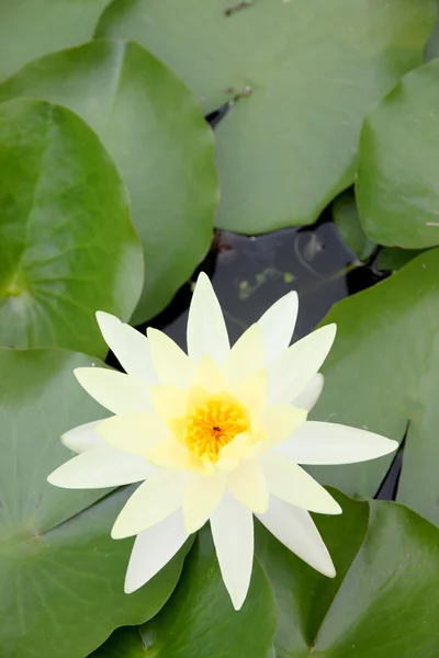 Loto bianco giallastro in piscina . — Foto Stock