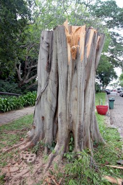 kesilmiş yükün büyük ağacı.
