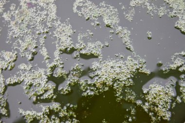 Kanalizasyon kokmaya başladı..