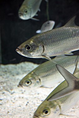 Atlantic tarpon Fish in Aquarium. clipart