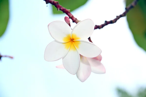 흰색 frangipani 나무에. — 스톡 사진