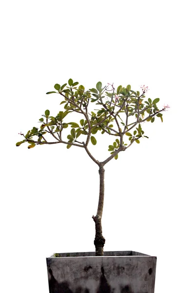 Tree in potted. — Stock Photo, Image