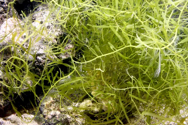 Alga verde nel mare . — Foto Stock