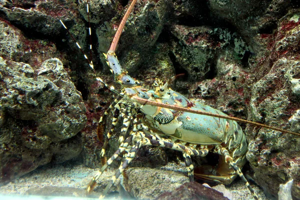 Crayfish spiny rock lobster being sheltered reef area. — Stock Photo, Image