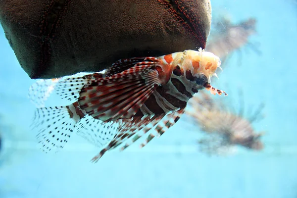 Löwenfische im Aquarium. — Stockfoto