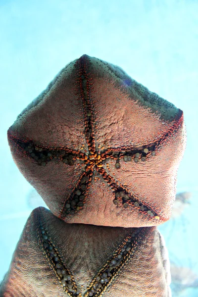 Estrellas de mar en el acuario . — Foto de Stock