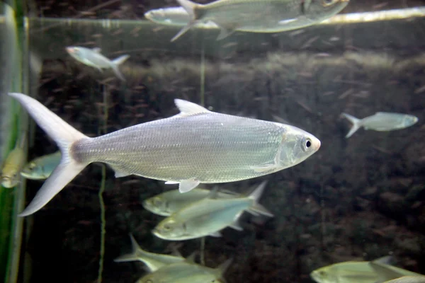 Atlantic tarpon vis in het aquarium. — Stockfoto
