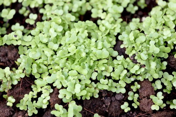 Seedlings of vegetables are just beginning to grow. — Stock Photo, Image