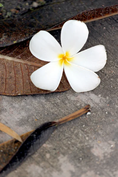 Frangipani blommor är gulaktig vit. — Stockfoto