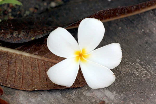 Frangipani flowers are yellowish white. — Stock Photo, Image