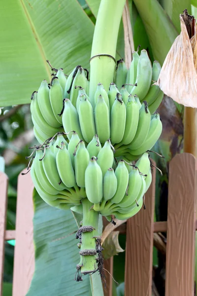 Nie jest jeszcze dojrzały banan — Zdjęcie stockowe