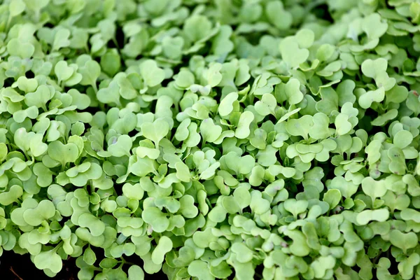 Mudas de vegetais estão apenas começando a crescer . — Fotografia de Stock