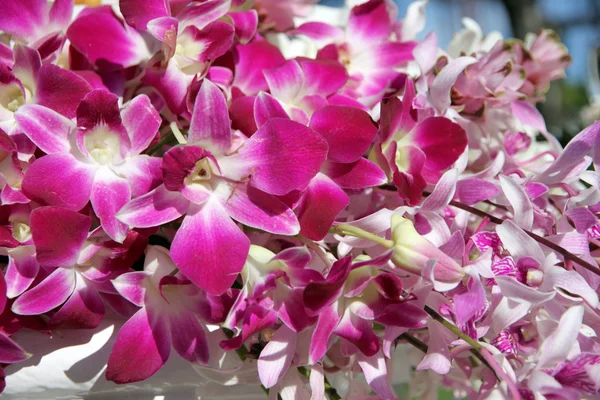 Пурпурная орхидея . — стоковое фото