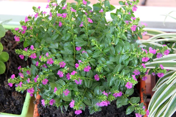 Tree in potted with small purple flowers. — Stock Photo, Image