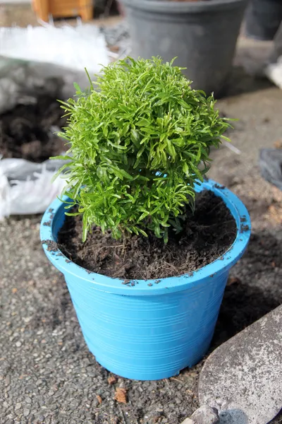 Árvore de flores em Potted blue . — Fotografia de Stock