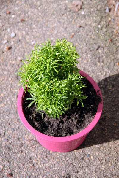 Blomma träd i kruka rosa. — Stockfoto