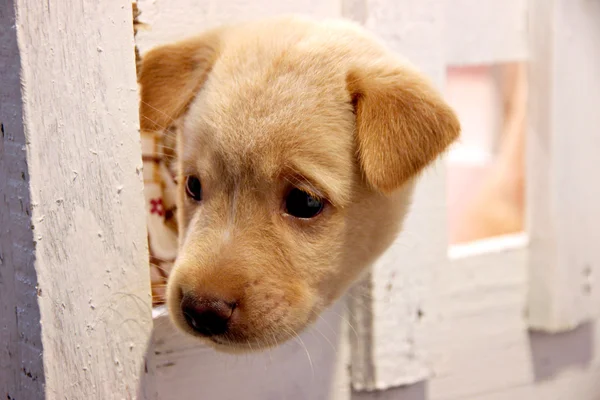 Branco lindo rosto de cachorro . — Fotografia de Stock