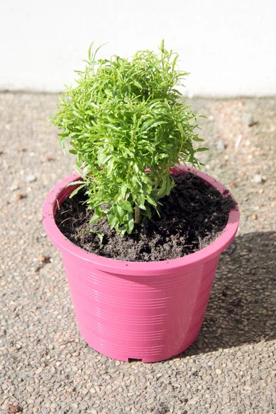 Blumenbaum in Topfrosa. — Stockfoto