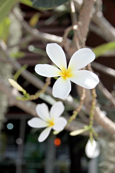 Frangipani branco ou Leelawadee . — Fotografia de Stock