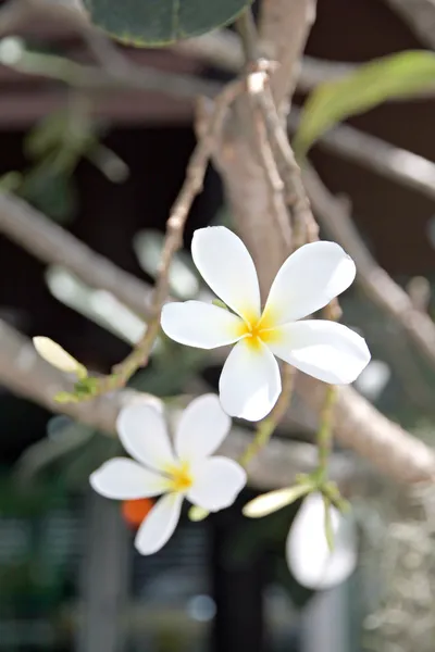 Fehér frangipani vagy leelawadee. — Stock Fotó