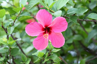 Kırmızı hibiscus çiçek.