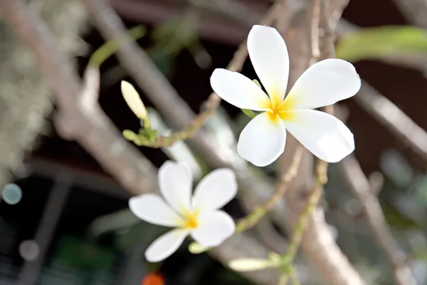 Vit frangipani eller leelawadee. — Stockfoto