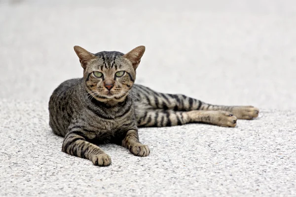 じっとタイの猫. — ストック写真