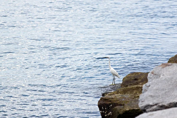 Witte zilverreiger. — Stockfoto