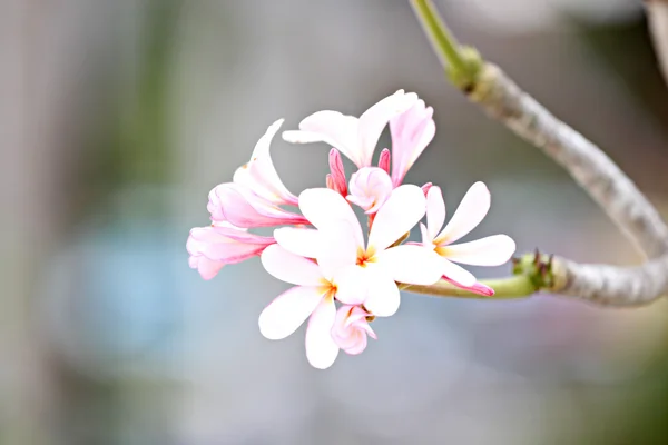 White frangipani Leelawadee. — Stock Photo, Image