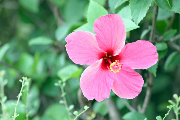 Hibiscus rouge fleurs . — Photo